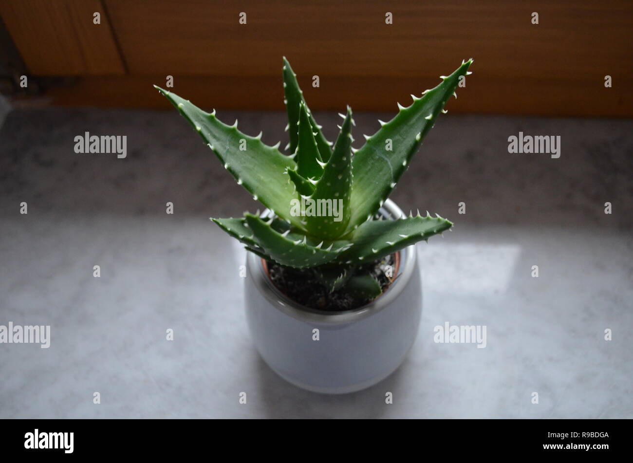 Hérissés de cactus vert unique dans un pot sur un rebord de fenêtre Banque D'Images