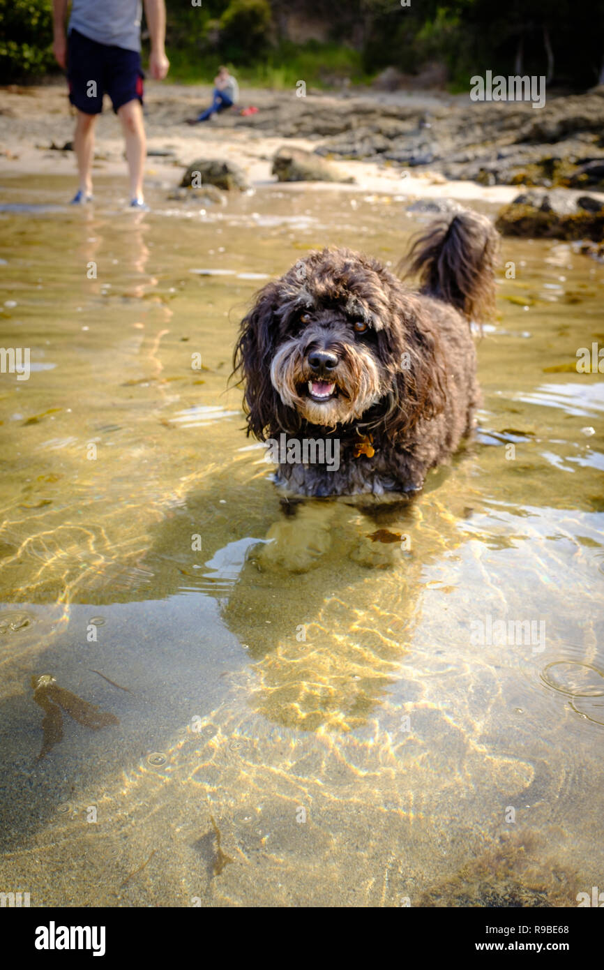 Chien de la famille rester au frais pendant une vague de pagayer sur la plage, avec des membres de la famille en arrière-plan. Banque D'Images