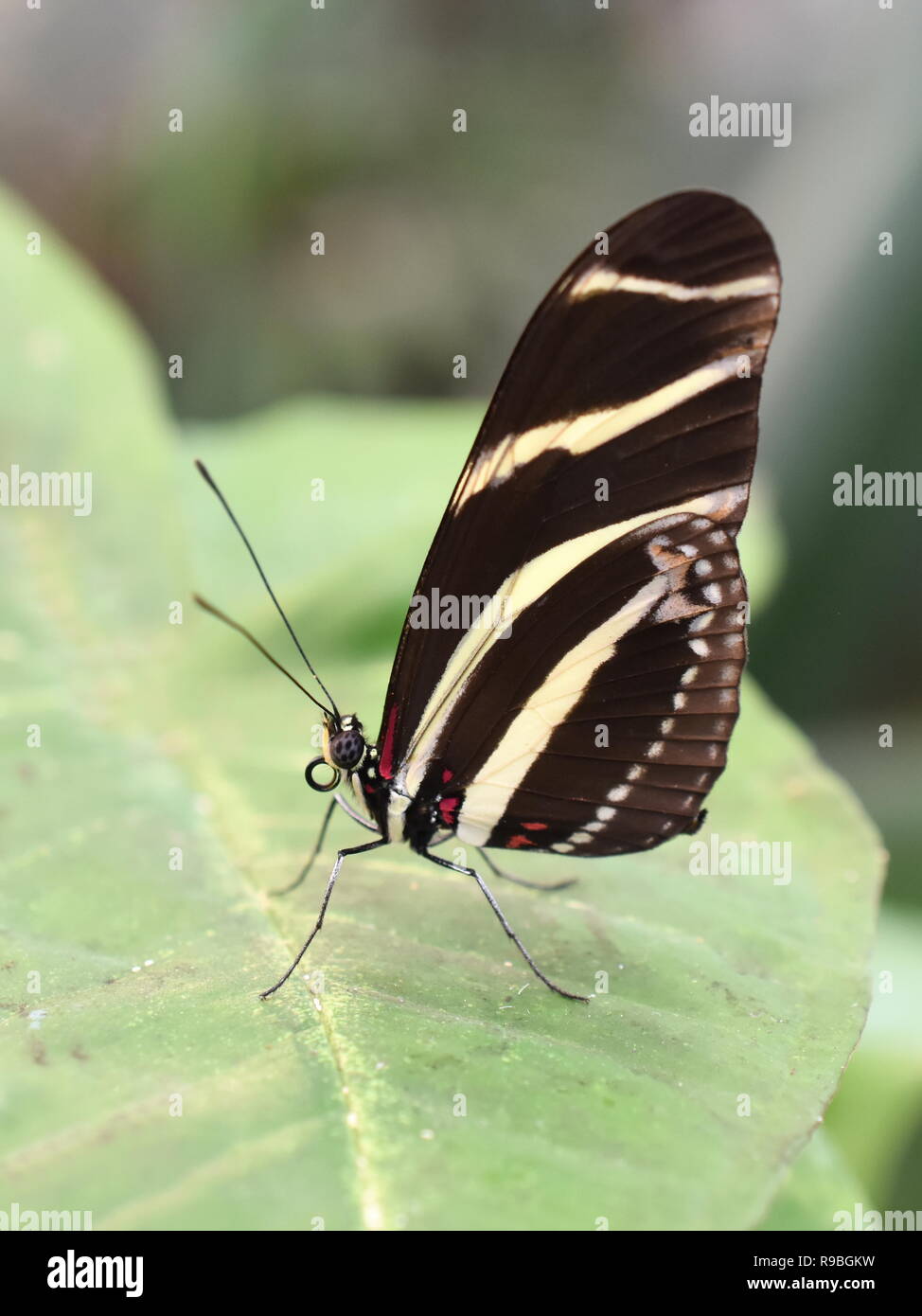 Papillon Heliconius charithonia Zebra Longwing assis sur une feuille Banque D'Images
