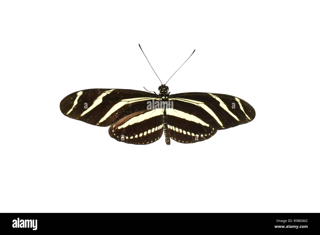 Papillon Heliconius charithonia Zebra Longwing isolé sur fond blanc Banque D'Images