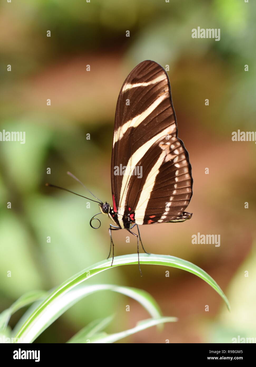 Papillon Heliconius charithonia Zebra Longwing assis sur une feuille Banque D'Images