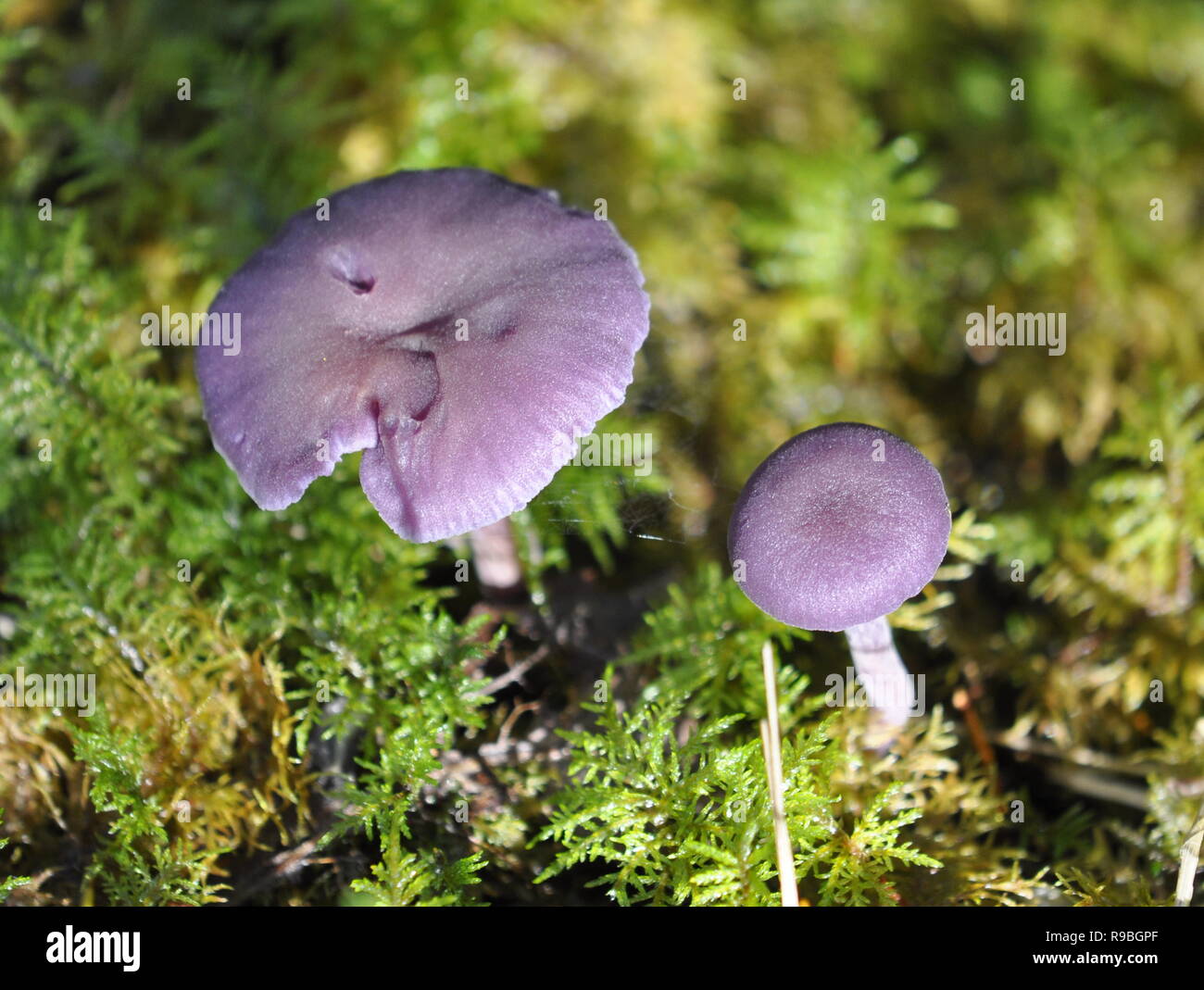 Le séducteur améthyste Laccaria amethystina champignons dans son environnement naturel Banque D'Images
