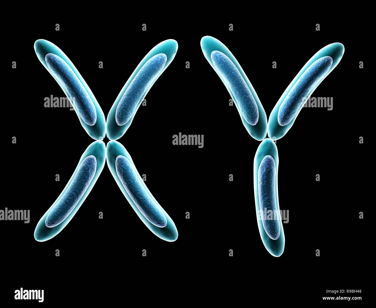 Le chromosome X et Y. Isolé sur fond noir Banque D'Images