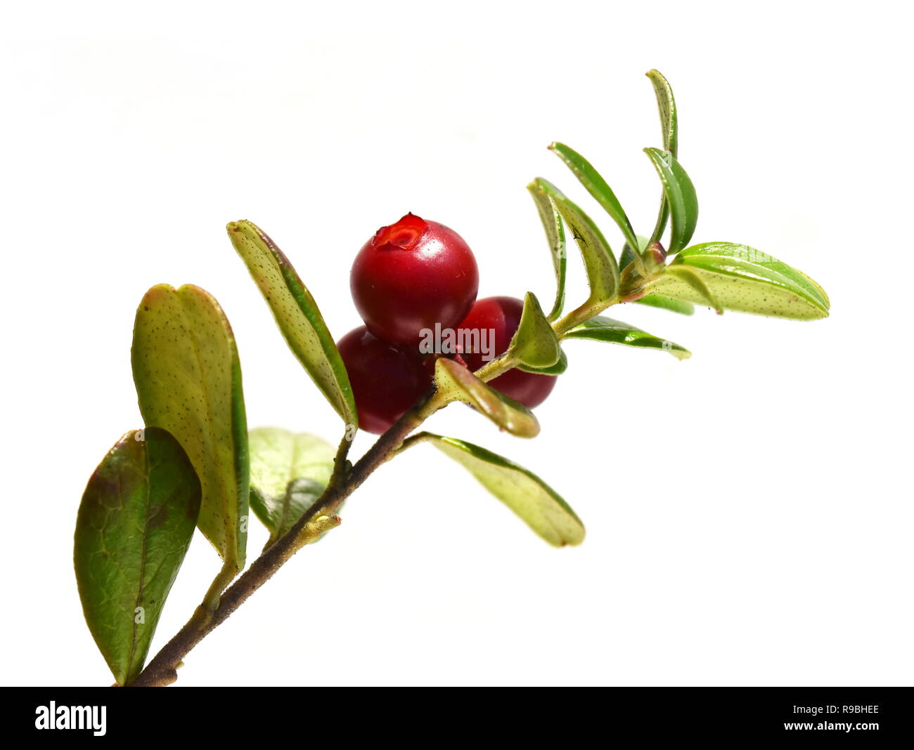 Mountain cranberry Vaccinium vitis-idaea fruits rouges sur fond blanc Banque D'Images