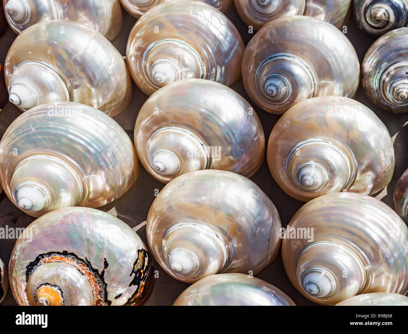 Mère de pearl coquillages close up l'arrière-plan. Beaux coquillages perles colorées sur le marché, Le Cap, Afrique du Sud Banque D'Images