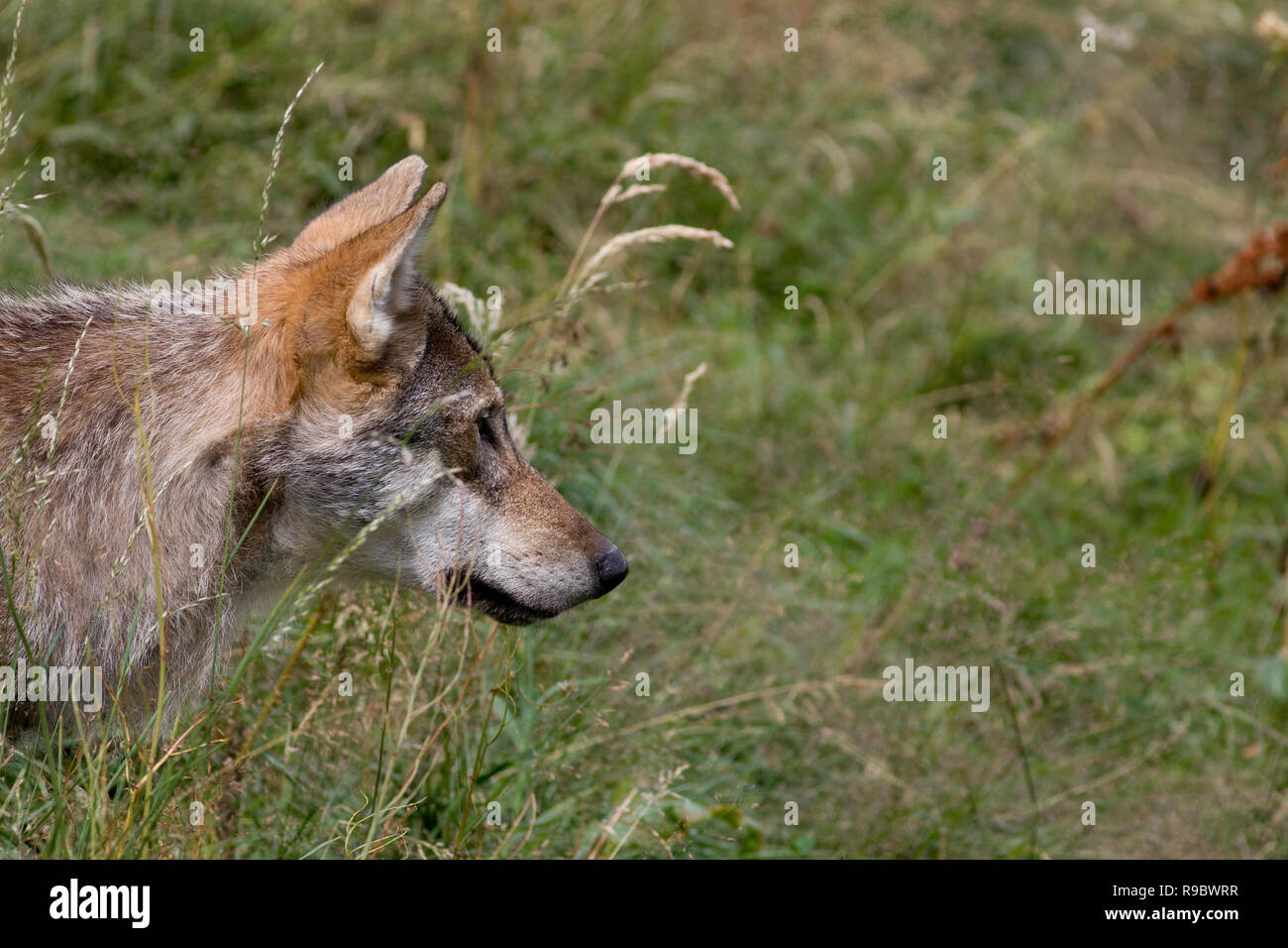 European Wolf, Canis lupus lupus, l'Écosse (captive) Banque D'Images