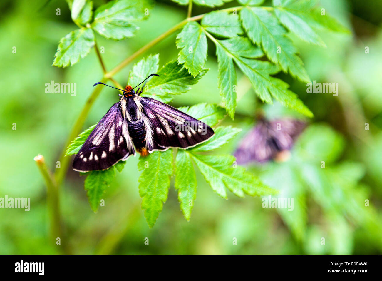 Papillon noir rencontrés sur le chemin de l'Inca dans la Vallée Sacrée, Pérou Banque D'Images