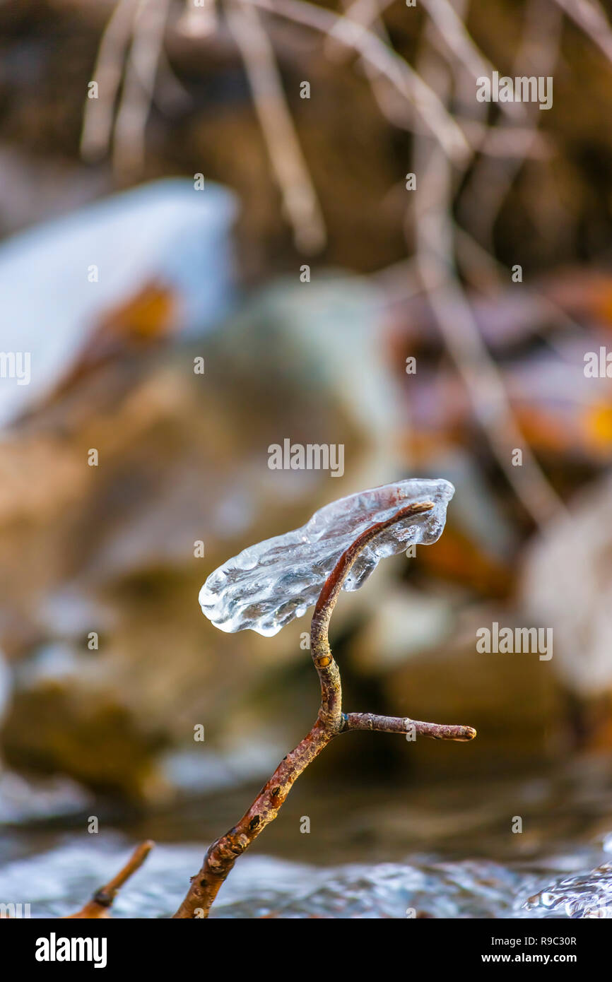 Glace en forme de feuille suspendue par twig Banque D'Images
