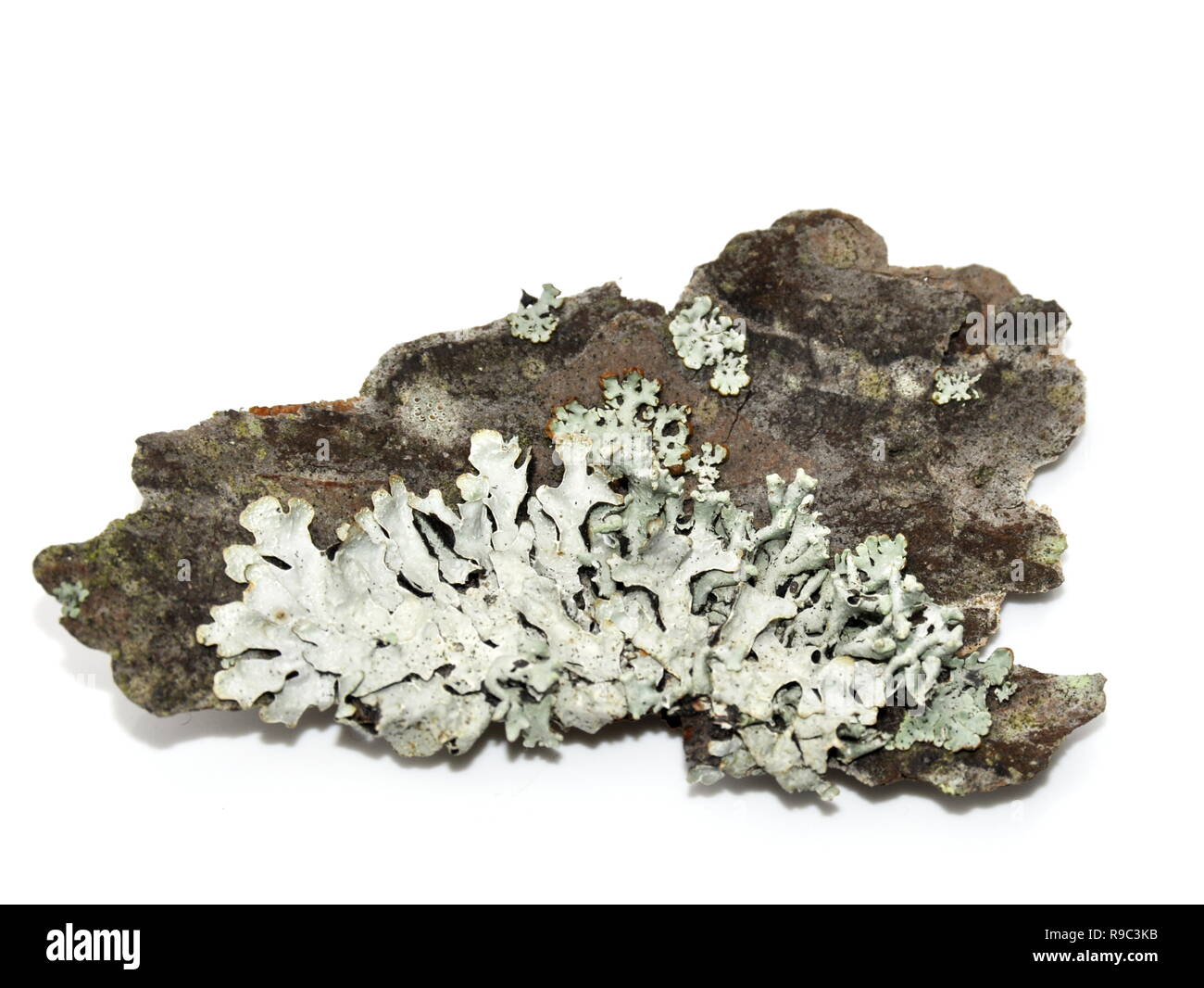 Hypogymnia physodes lichen tube blanc Banque D'Images