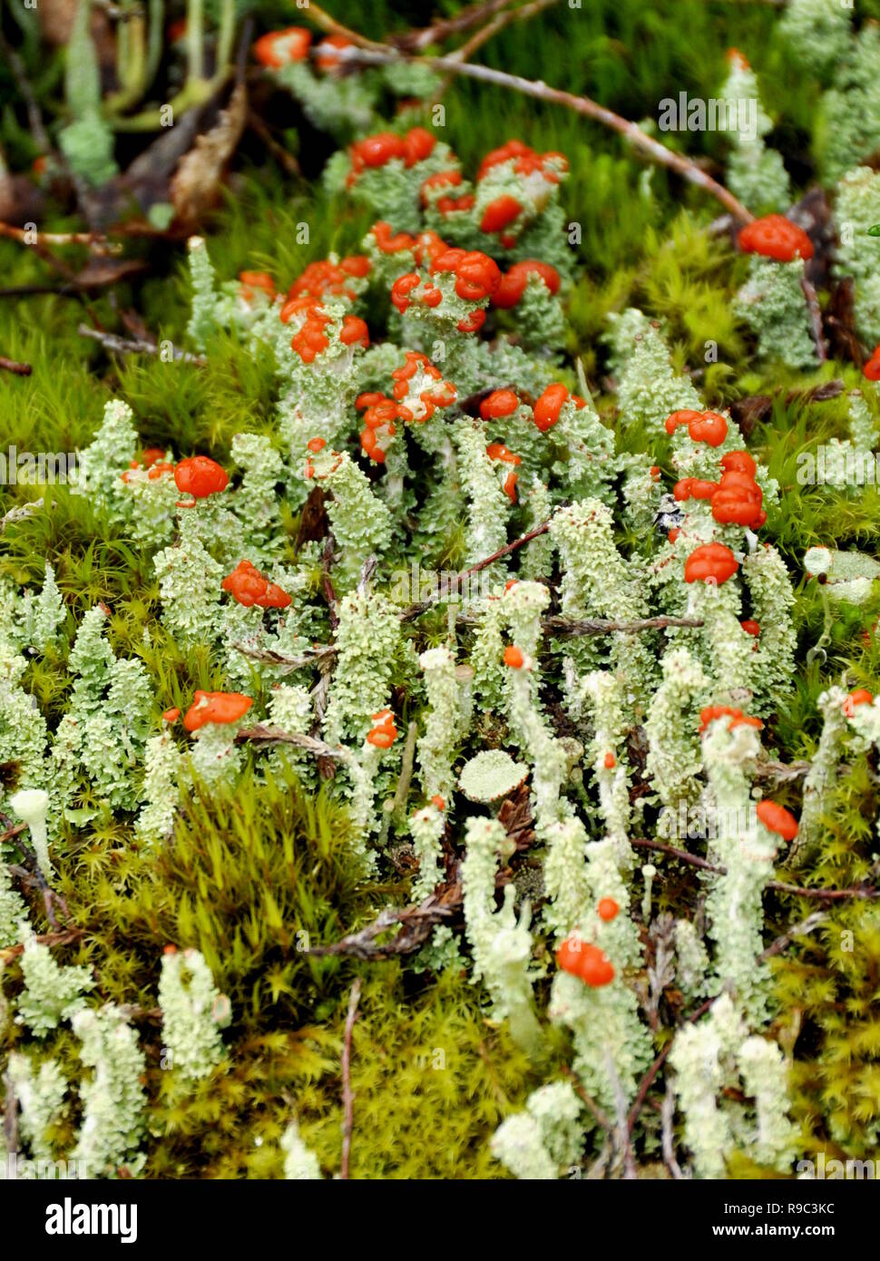 Lichen Cladonia bellidiflora tasse rouge Banque D'Images