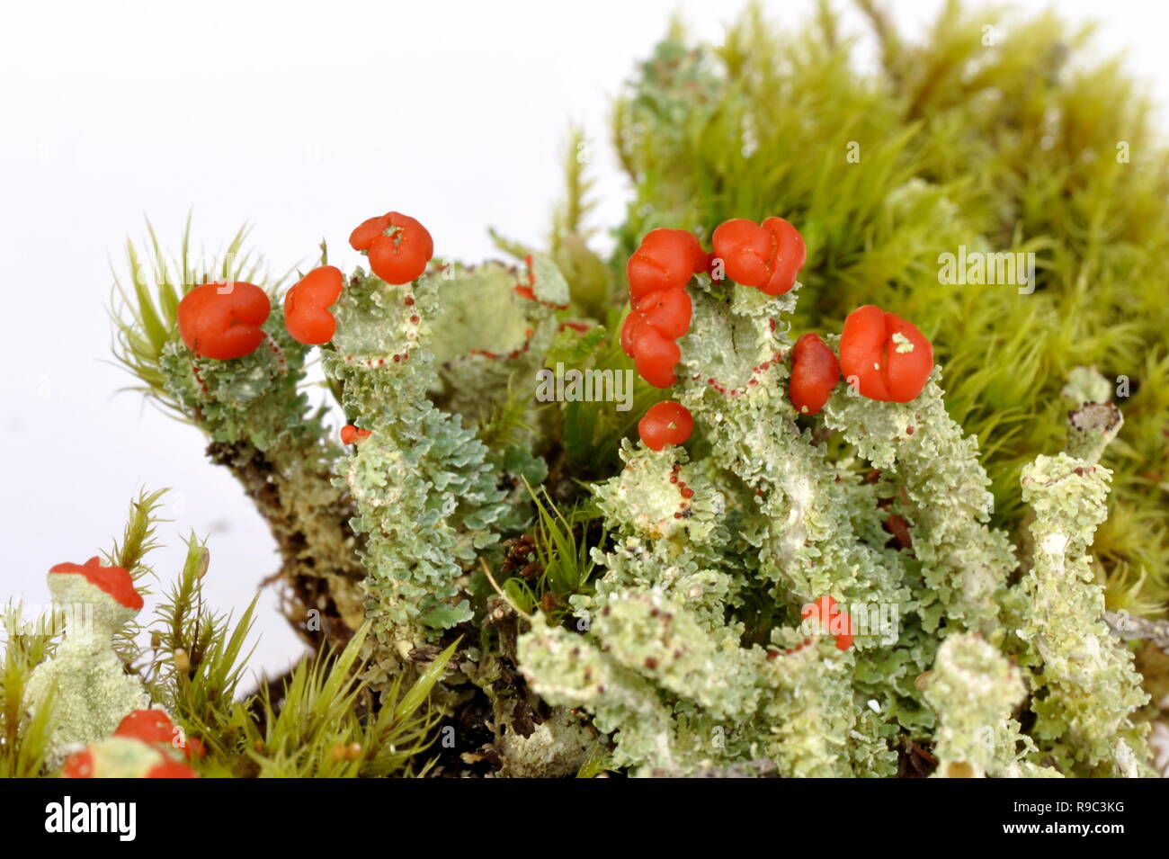 Cup lichen Cladonia bellidiflora Banque D'Images