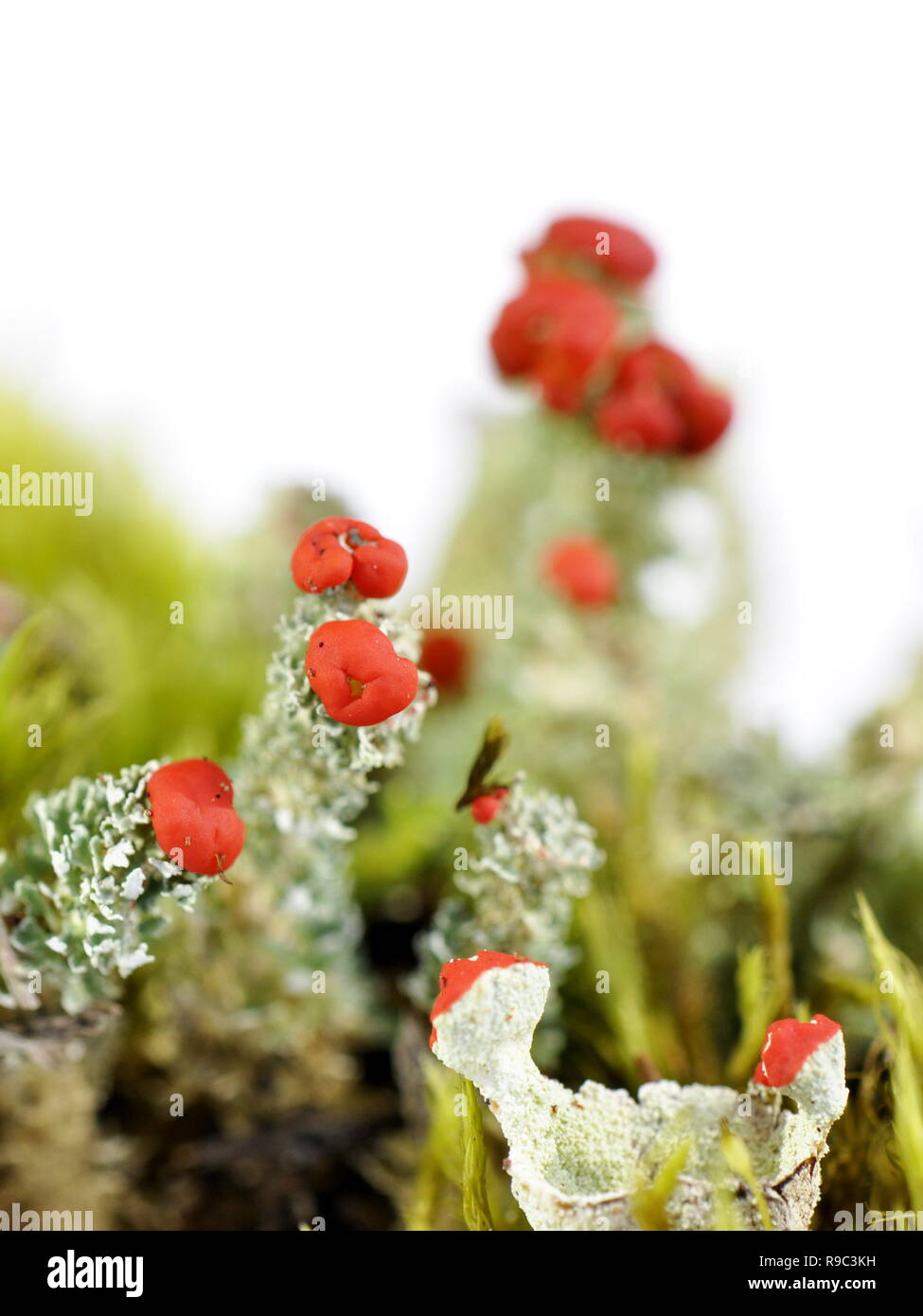 Cup lichen Cladonia bellidiflora Banque D'Images