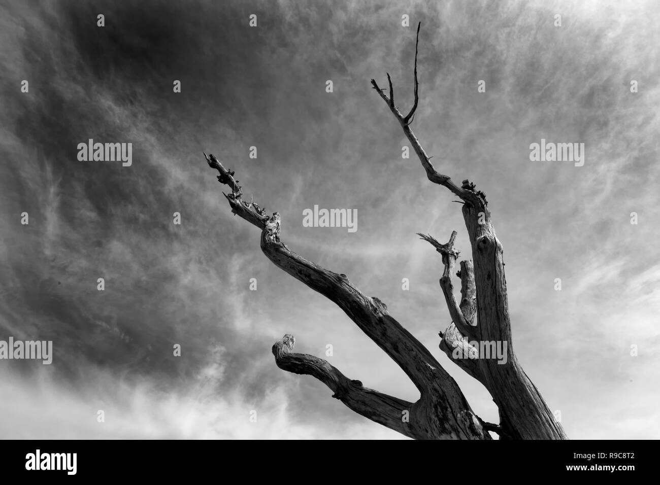 Noir blanc branch Banque D'Images Noir blanc branch Banque D'Images