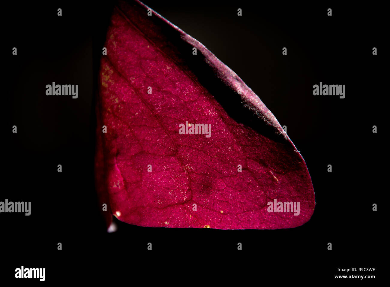 Red leaf macro n fond noir Banque D'Images Red leaf macro n fond noir Banque D'Images
