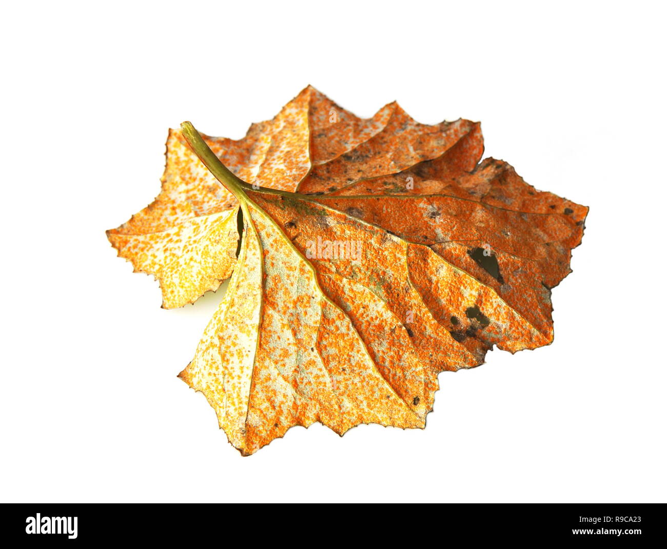 Maladie des plantes rouille Banque d'images détourées - Alamy