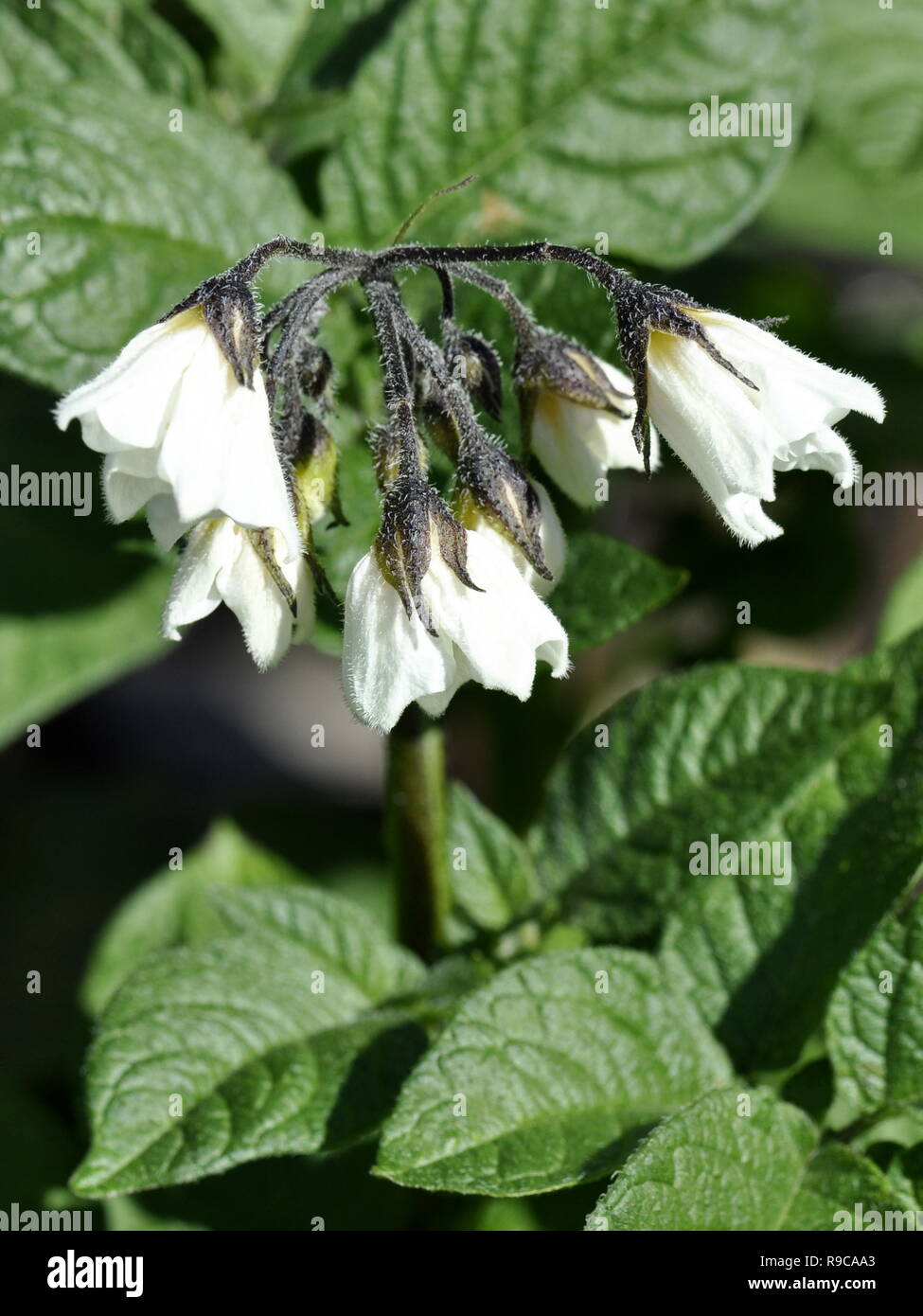 Fleurs blanches sur un plant de pomme de terre Banque D'Images