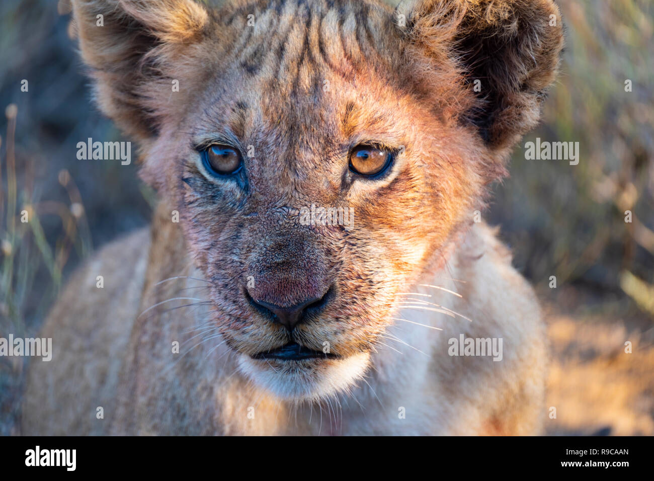 Close up cub (du sang sur le visage) Banque D'Images