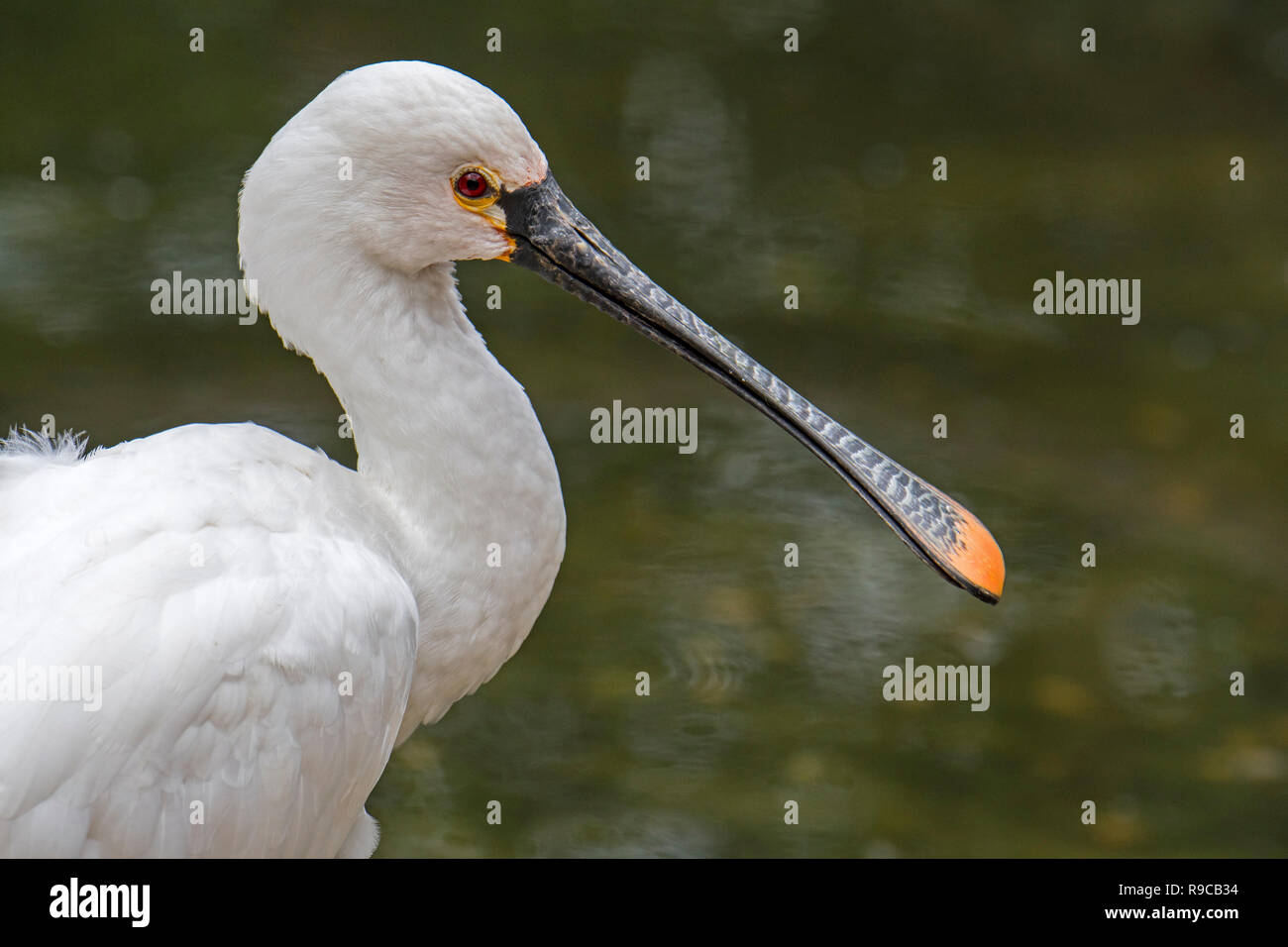 Spatule blanche / common spoonbill (Platalea leucorodia) close-up portrait montrant forme distincte de la loi Banque D'Images