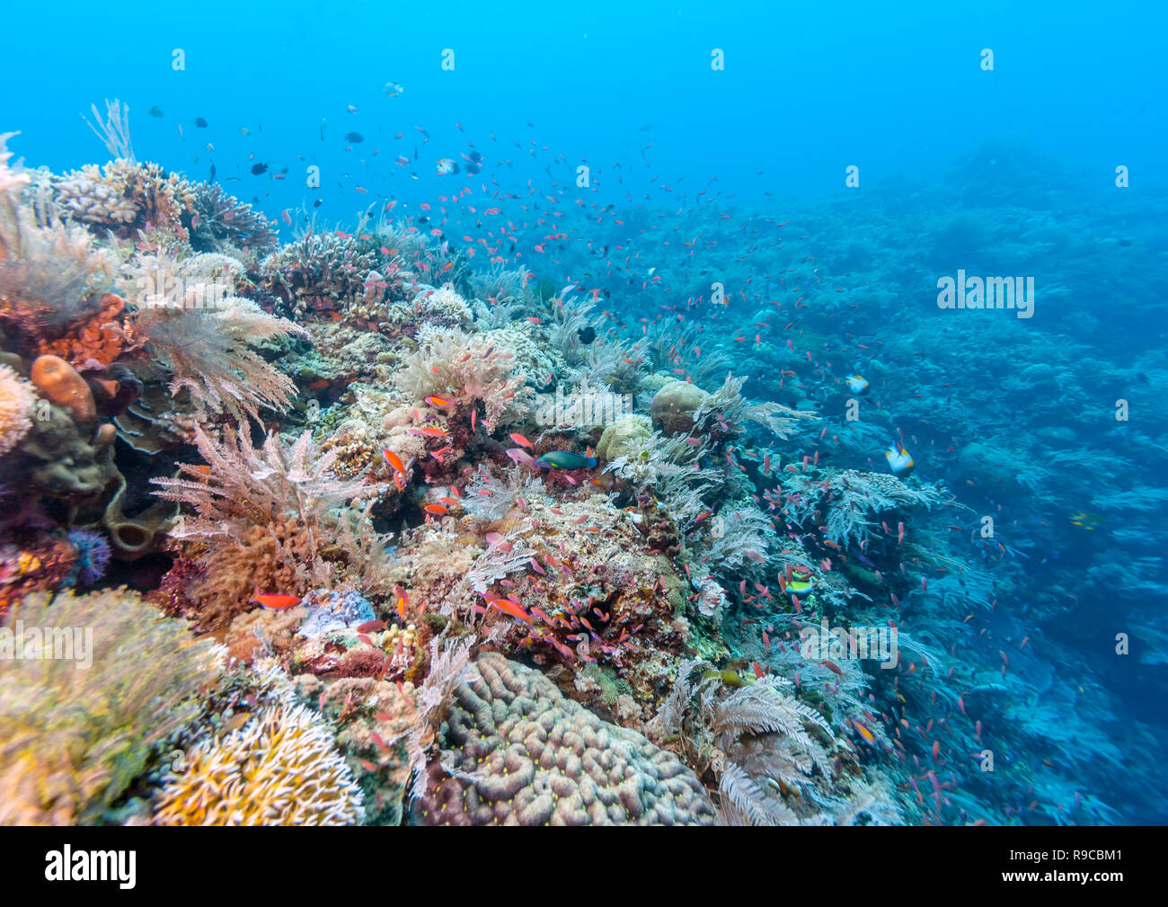 Barrière de corail au large de l'oast de Bali en été Photo Stock - Alamy