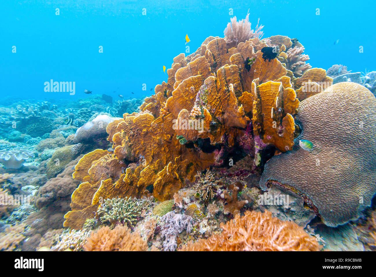 Barrière de corail au large de l'oast de Bali en été Photo Stock - Alamy