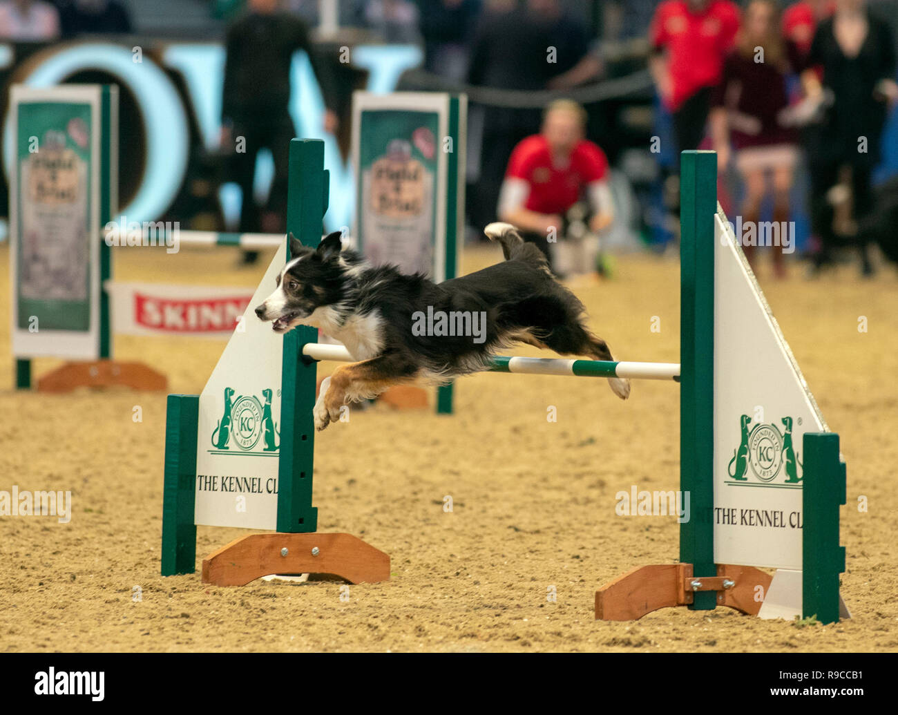 Un chien est en concurrence dans le Kennel Club grande agilité chien Senior Grand Prix de saut pendant six jours de la London International Horse Show à l'Olympia de Londres. Banque D'Images