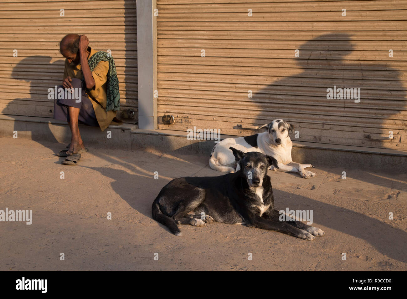 Les chiens de rue de Chandni Chowk Banque D'Images