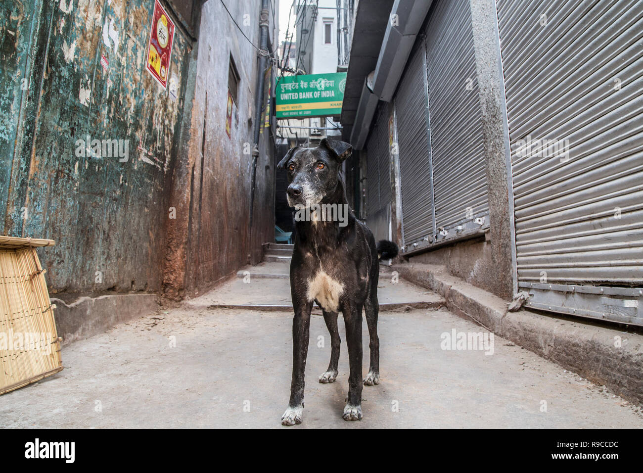 Les chiens de rue de Chandni Chowk Banque D'Images