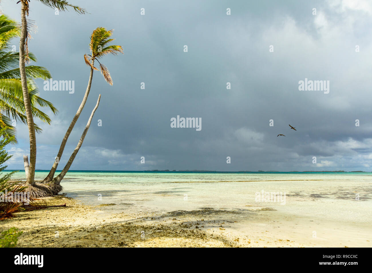 Lagon bleu d'atoll de Rangiroa, Tuamotu, Polynésie française. Banque D'Images