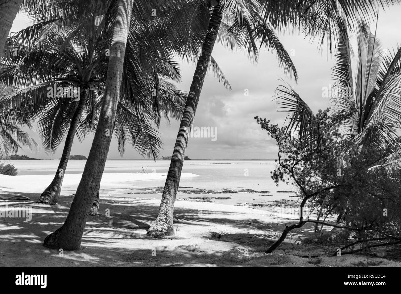 Lagon bleu d'atoll de Rangiroa, Tuamotu, Polynésie française. Banque D'Images