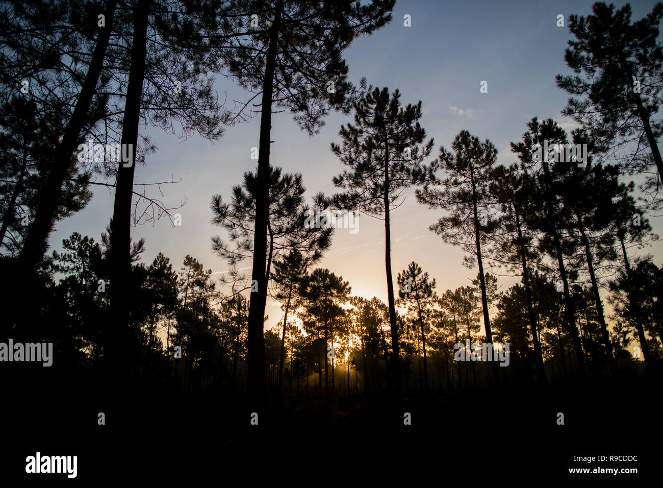 La forêt de pin maritime baigné de lumière du soleil à l'aube Comporta Banque D'Images