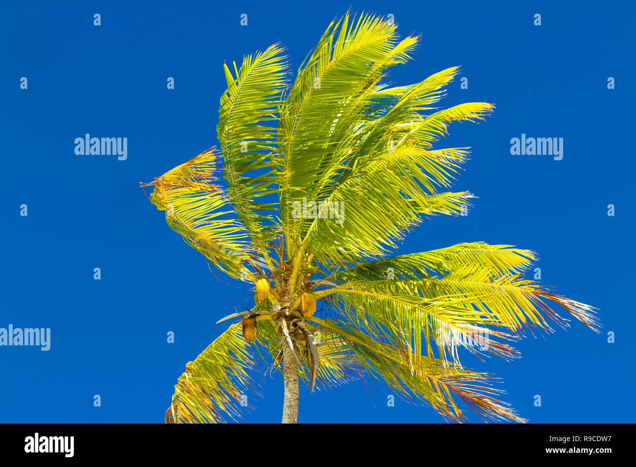 Lagon bleu d'atoll de Rangiroa, Tuamotu, Polynésie française. Banque D'Images