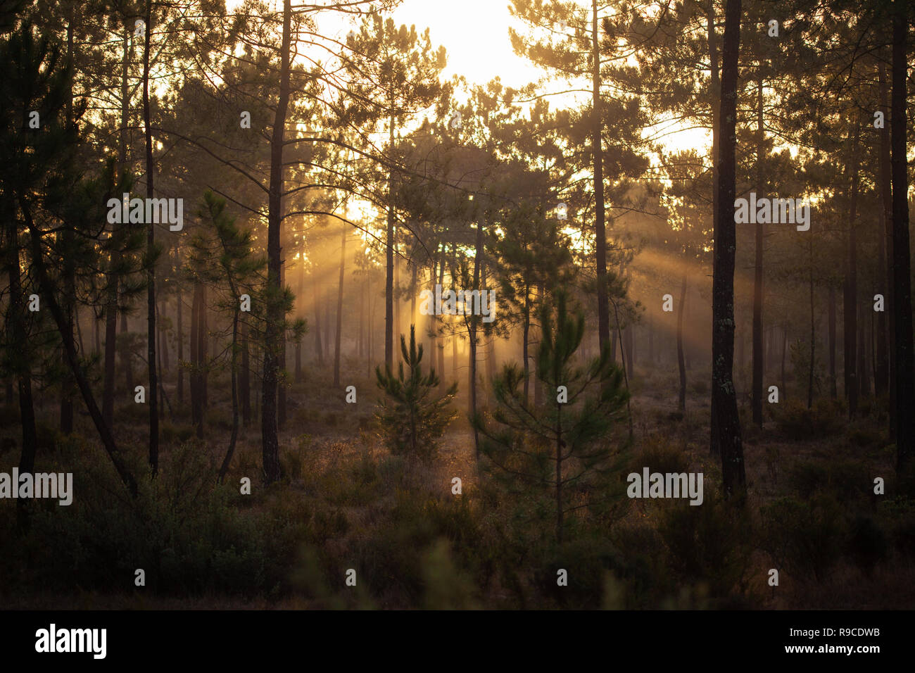 La forêt de pin maritime baigné de lumière du soleil à l'aube Comporta Banque D'Images