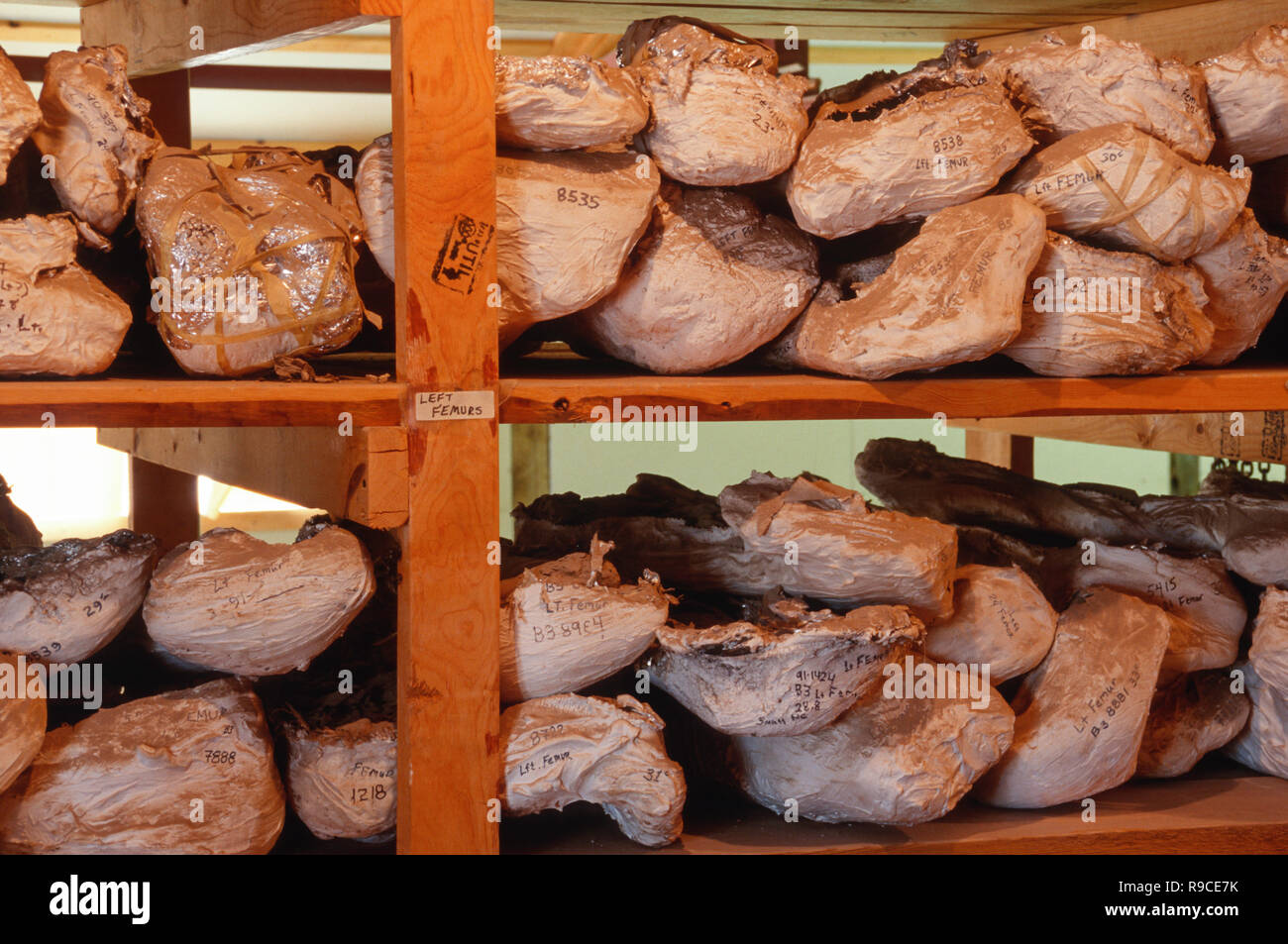 Os de dinosaures sont dans les Black Hills Institute de recherche géologique, Hill City, South Dakota, USA Banque D'Images