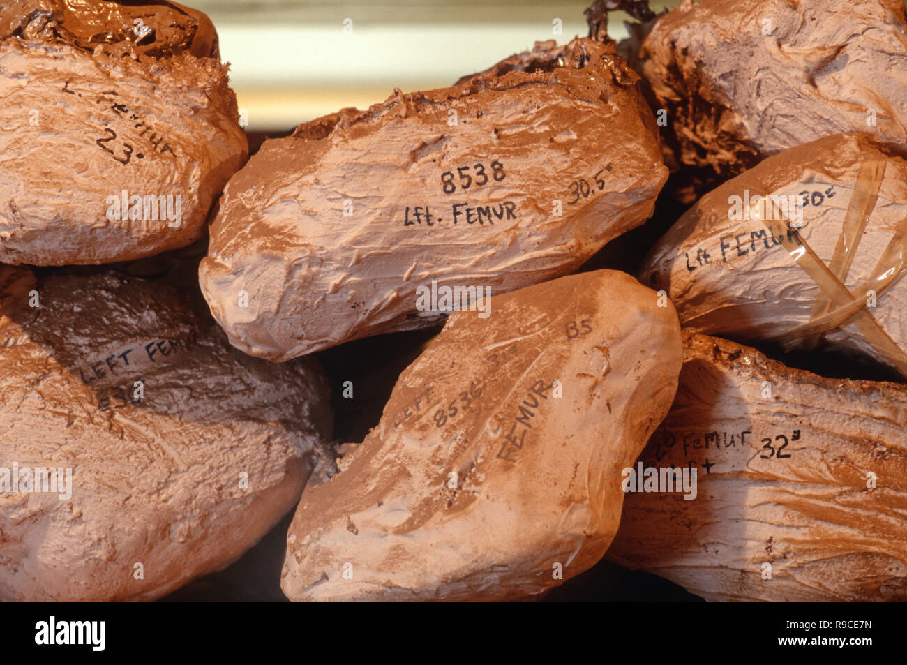 Os de dinosaures sont dans les Black Hills Institute de recherche géologique, Hill City, South Dakota, USA Banque D'Images