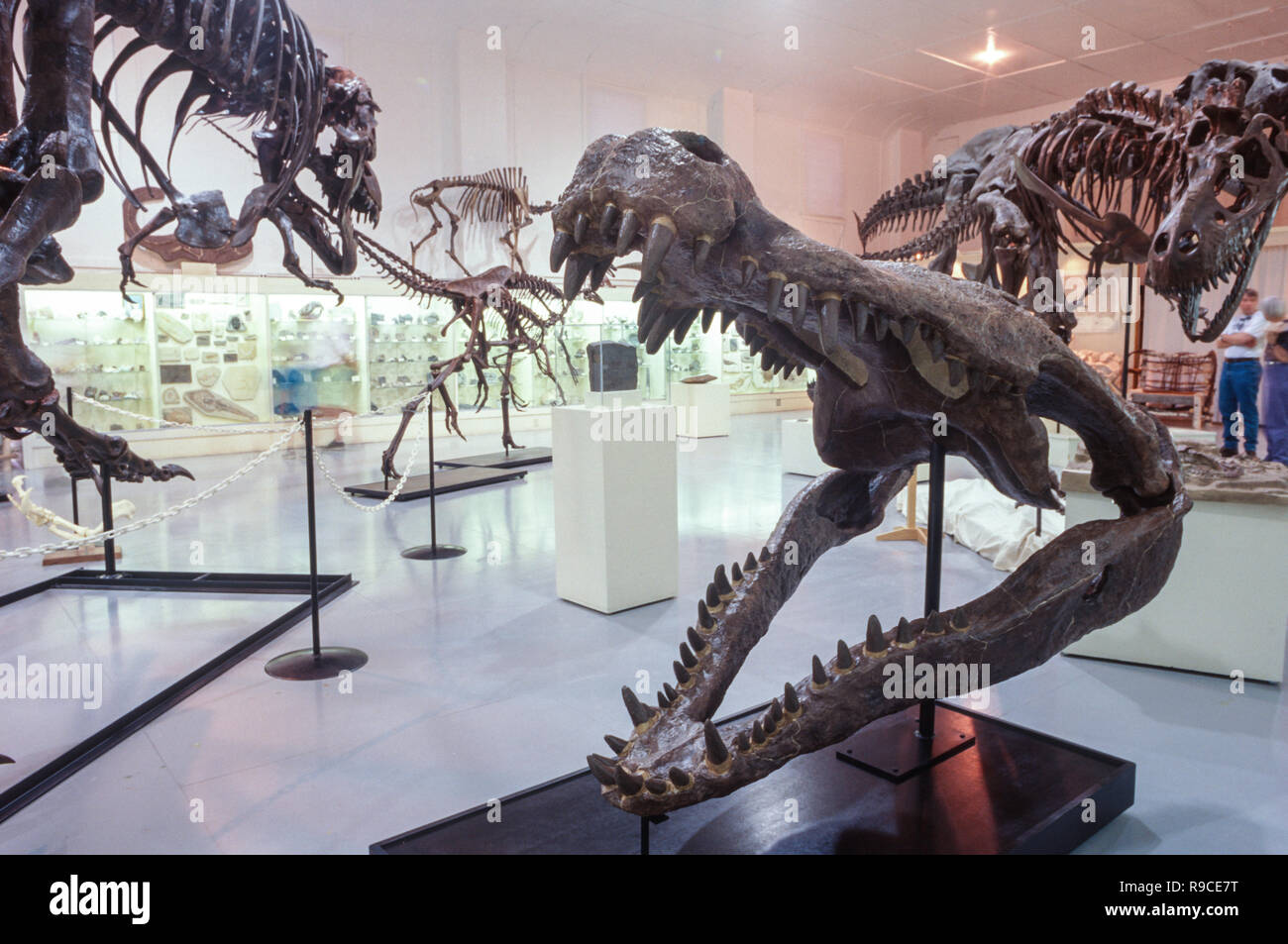 Os de dinosaures sont dans les Black Hills Institute de recherche géologique, Hill City, South Dakota, USA Banque D'Images