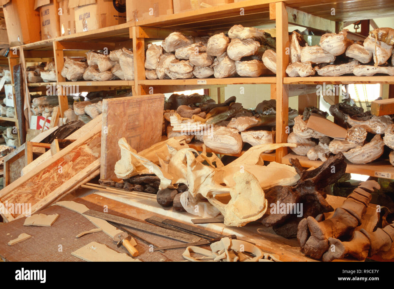 Os de dinosaures sont dans les Black Hills Institute de recherche géologique, Hill City, South Dakota, USA Banque D'Images