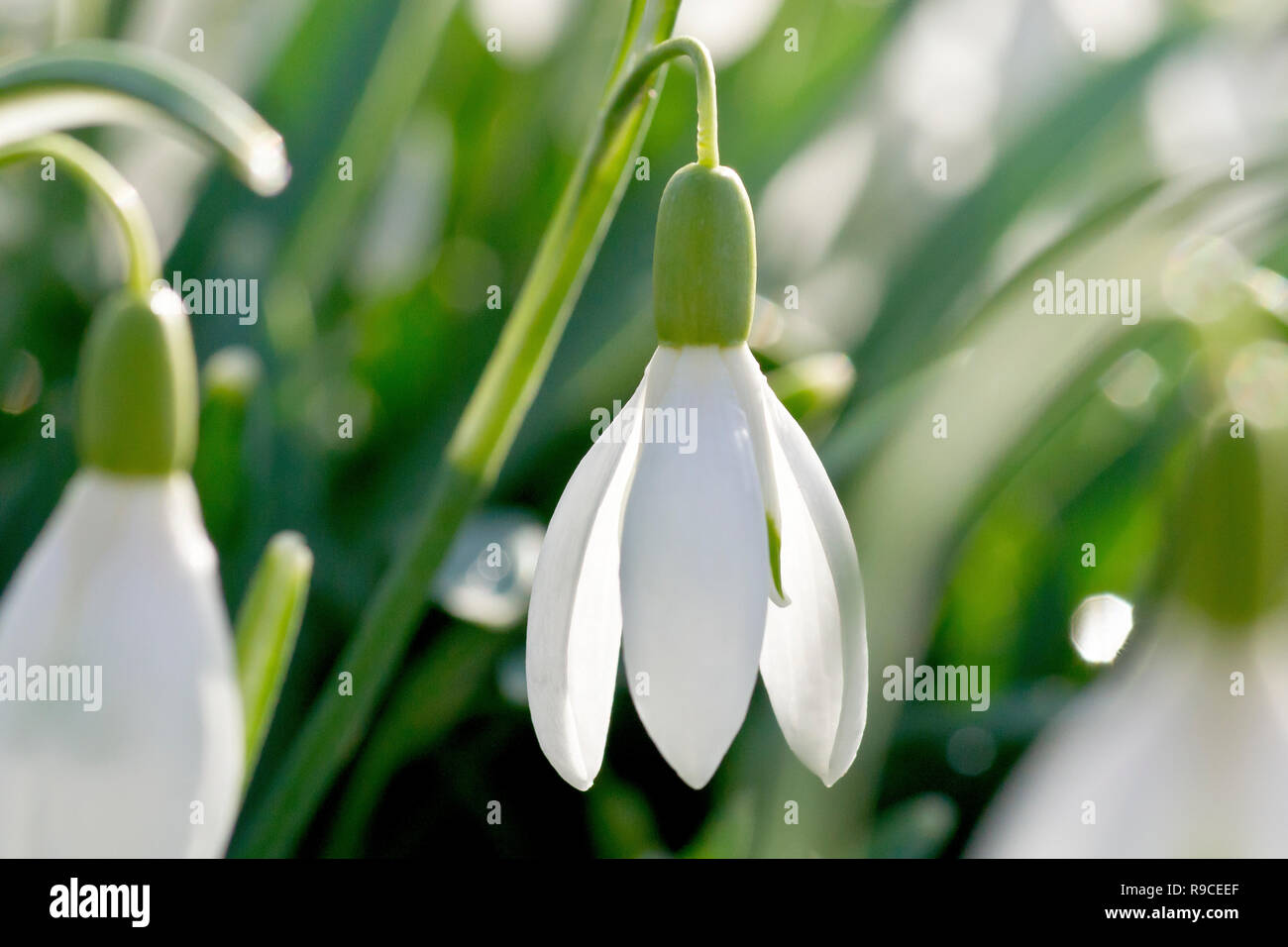 Perce-neige (Galanthus nivalis), close up d'une seule fleur rétro-éclairé, parmi d'autres. Banque D'Images