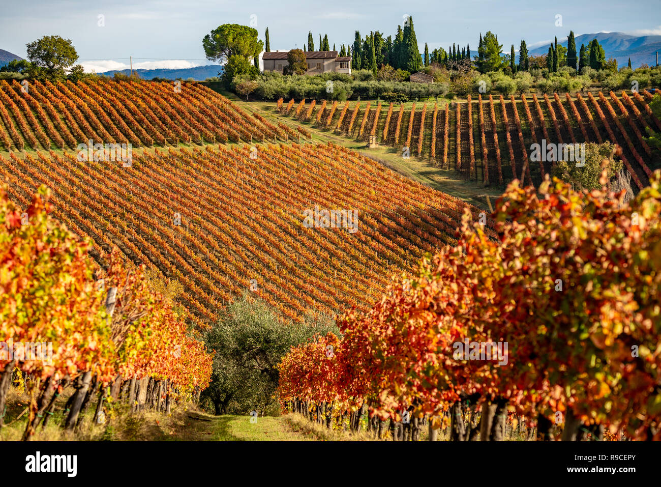 Sagrentino vignobles de l'Ombrie, près de Montefalco. L'Italie. Couleurs d'automne Banque D'Images