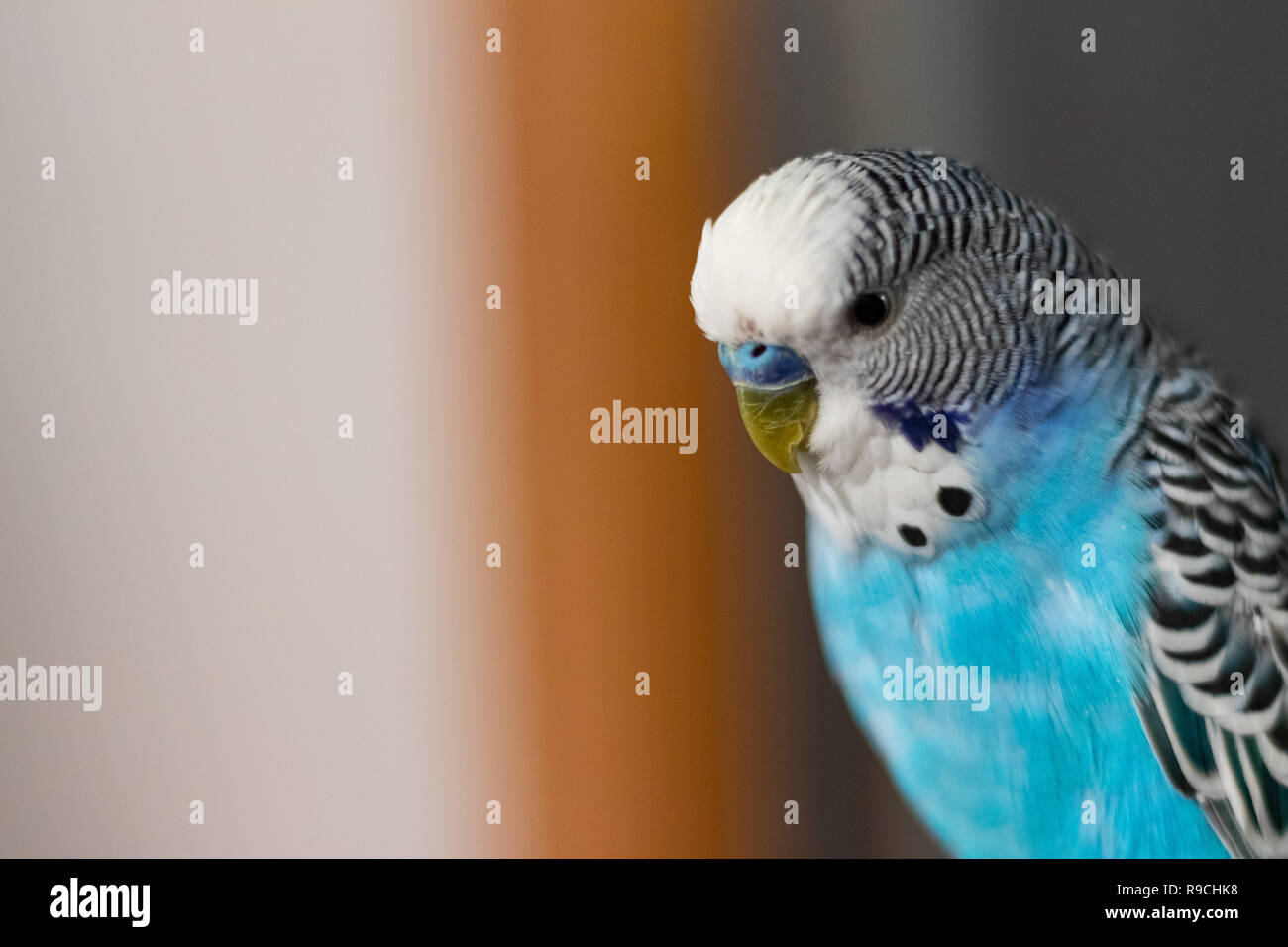 Magnifique petit perroquet bleu in focus Banque D'Images