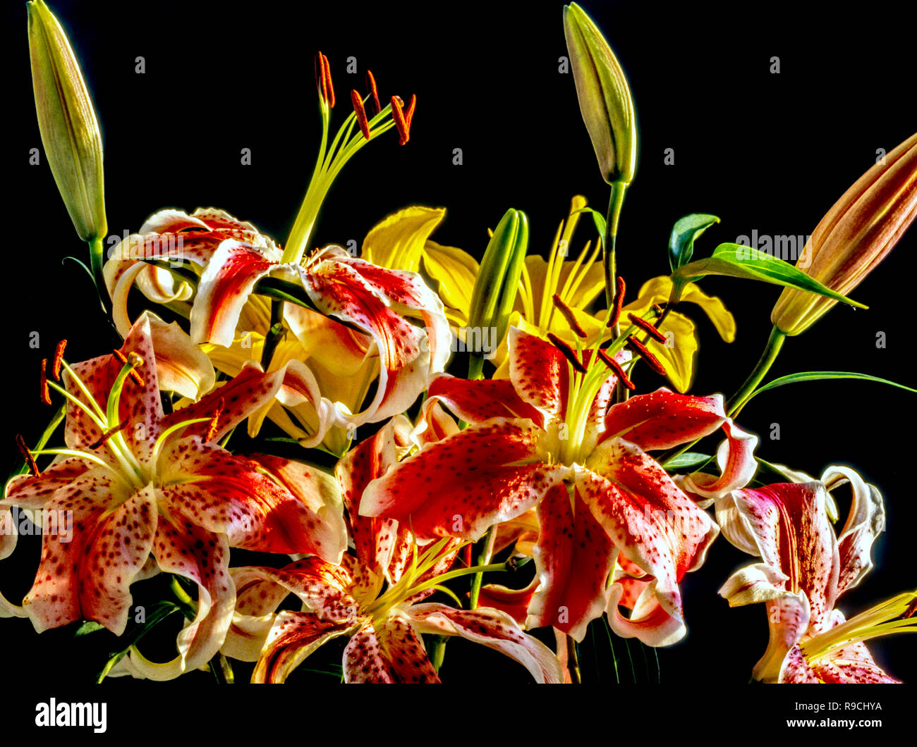 Lilium Stargazer Stargazer,Lily est un hybride des lis orientales, Lily Banque D'Images