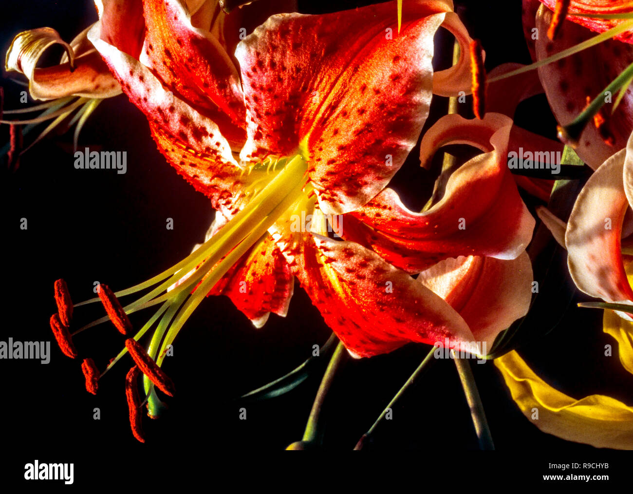 Lilium Stargazer Stargazer,Lily est un hybride des lis orientales, Lily Banque D'Images
