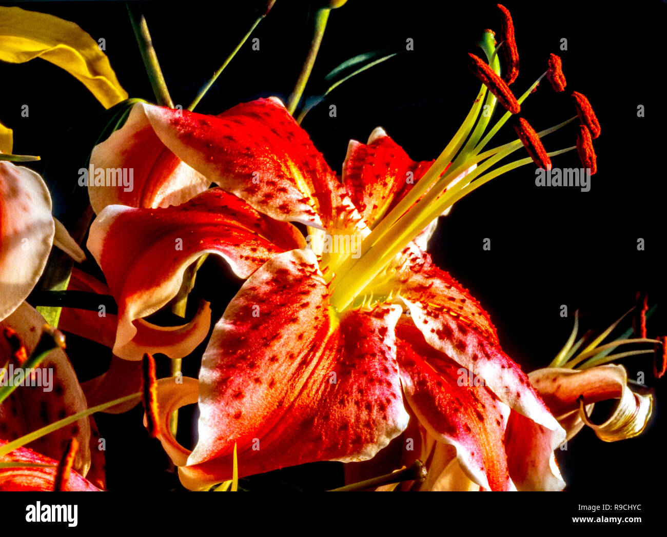 Lilium Stargazer Stargazer,Lily est un hybride des lis orientales, Lily Banque D'Images