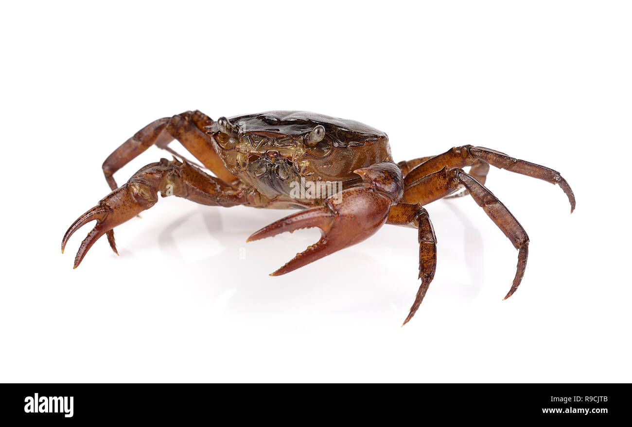 Crabe sur fond blanc Banque D'Images