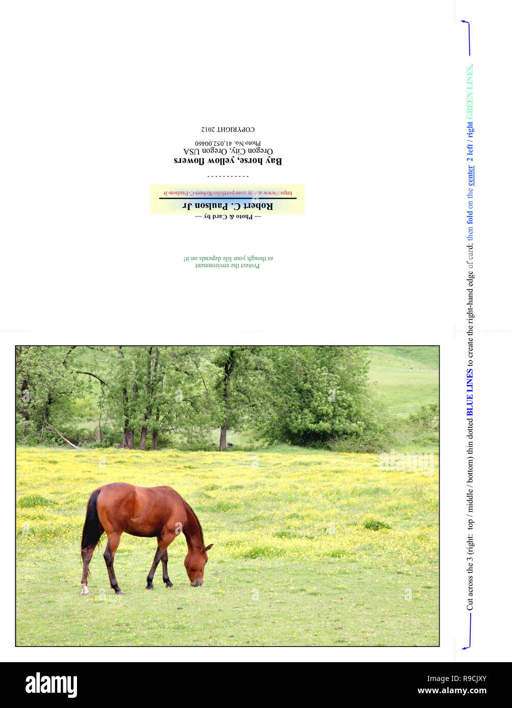 41 052,00460 Photographie Nota Carte (pli coupe d'impression pour 7x5), carte photo cheval brun, fleurs jaune vert pâturage, arbres bkgr, petite colline & valley Banque D'Images