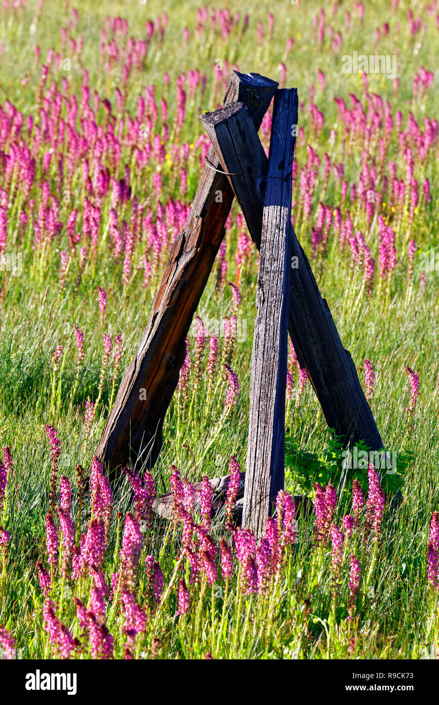 42 894,03598 sunny 5 000' high Green grass prairie, tête de l'éléphant violet fleurs des pâturages prairie, vieille 3-post clôture triangle support, Oregon USA Banque D'Images