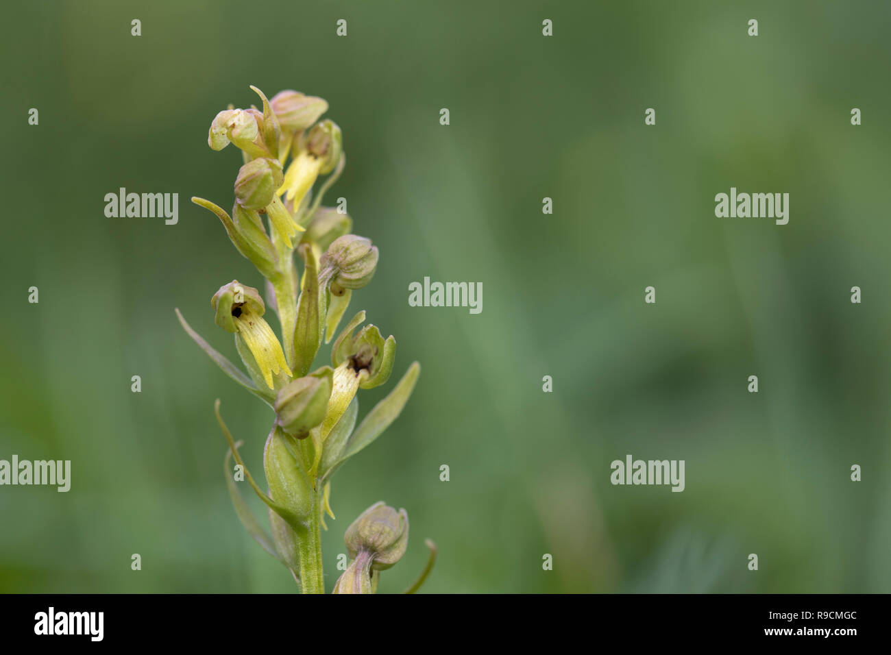 Orchidée, grenouille Coeloglossum viride Cumbria floraison ; UK Banque D'Images