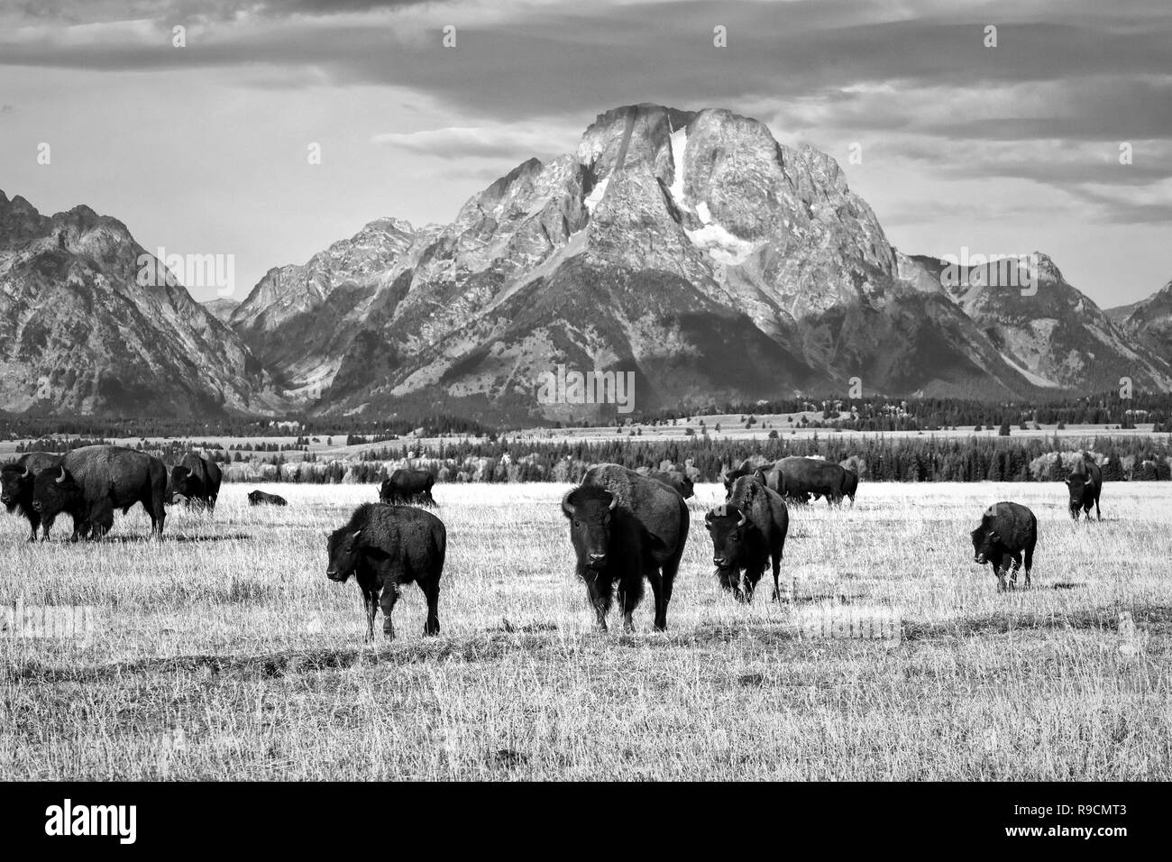 Groupe de Bisons broutants sous les montagnes Teton à Grand Teton National Park Banque D'Images Groupe de Bisons broutants sous les montagnes Teton à Grand Teton National Park Banque D'Images