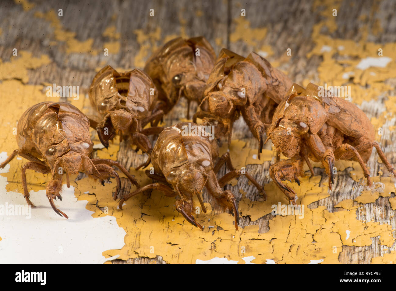 L'Est de l'Armerica nymphe cicada cicada, émergence, cigales dix. Banque D'Images