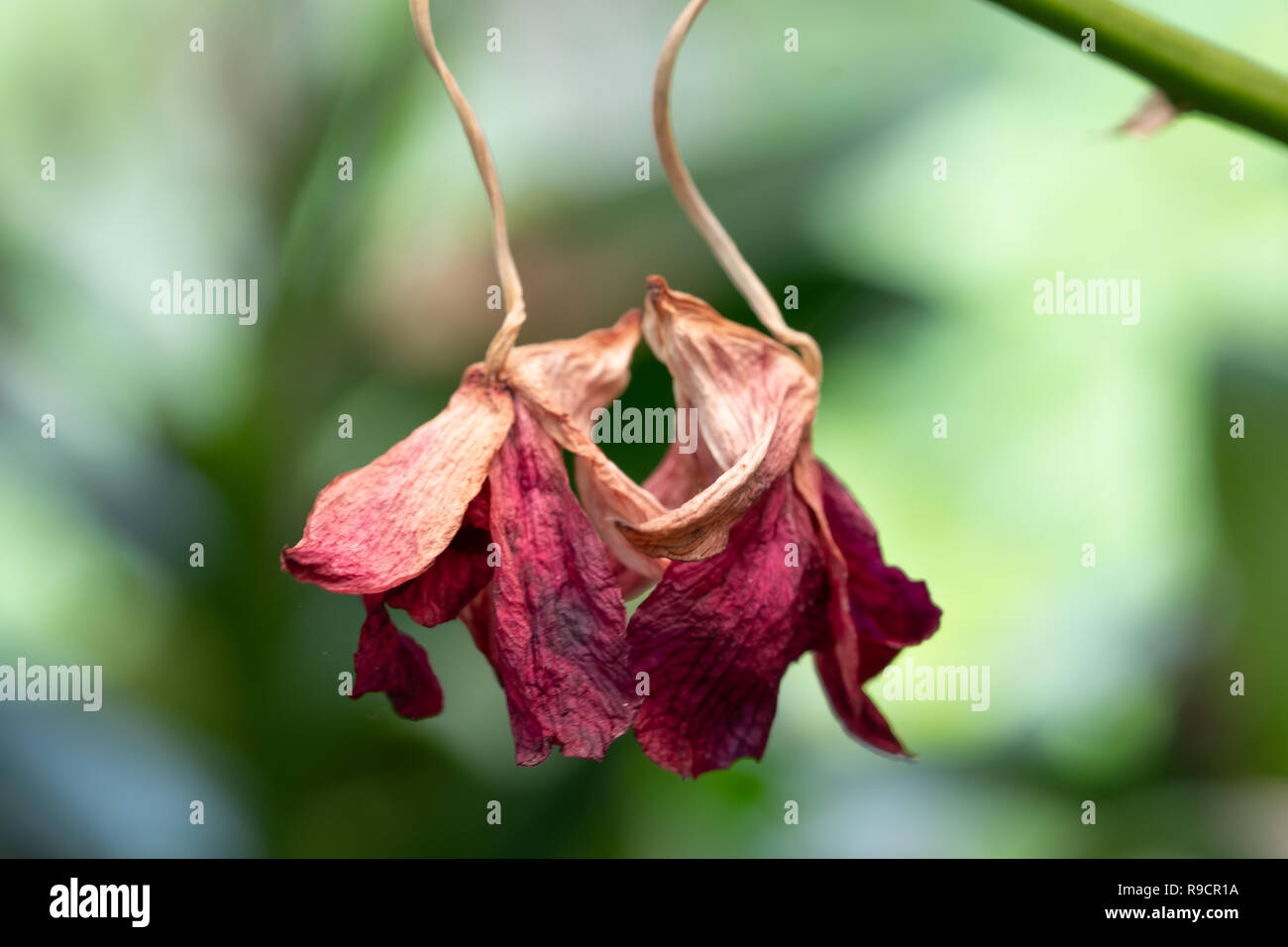 Close Up Orchid fleurs commencent à faner (morts) on tree Banque D'Images