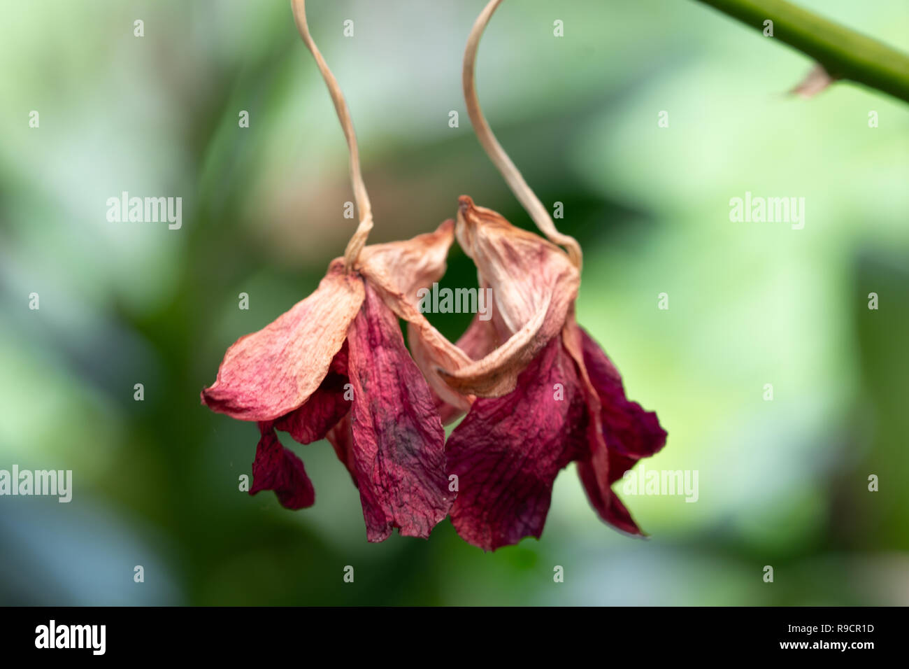Close Up Orchid fleurs commencent à faner (morts) on tree Banque D'Images